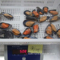 cheap shellfish frozen fresh half shell mussel meat